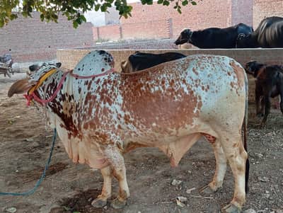 Qurbani bull