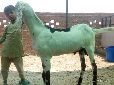 Qurbani walay Bakray