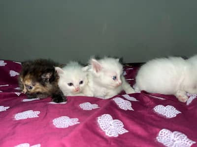 Persian cats punch face