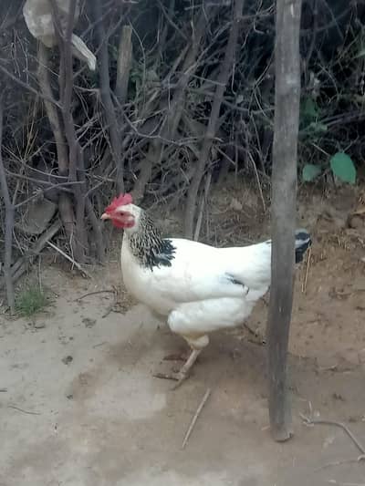Light Susex egg laying hen
