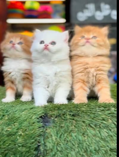 Persian Cat Billi Persian Kitten 3 kot Cat baby  0з48/O29/O146 ωtsp
