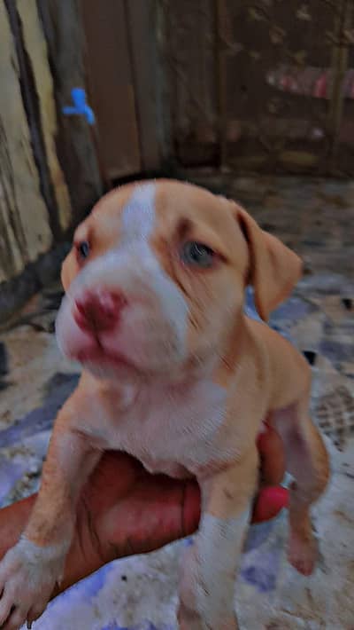 03466154791 es number py rabta kry neat clean healthy puppy