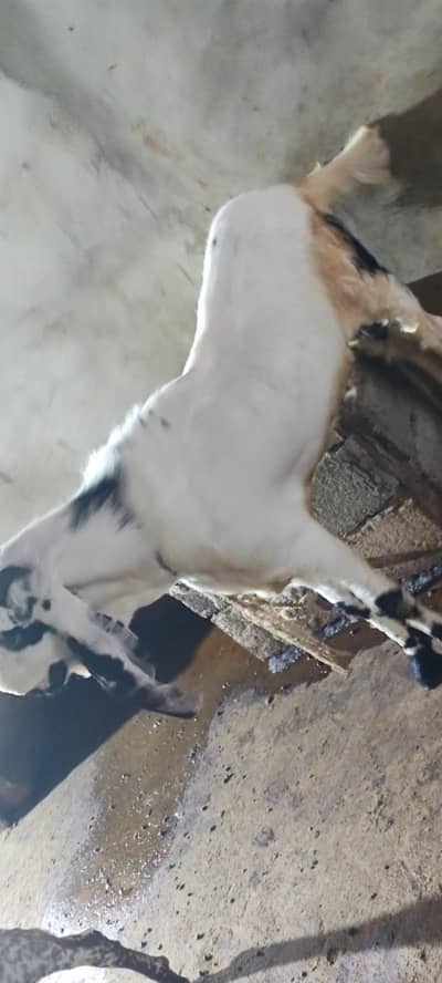khase bakra for sale ha
