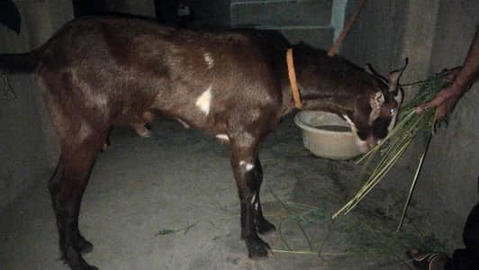 2 Dant Bakra for Sale
