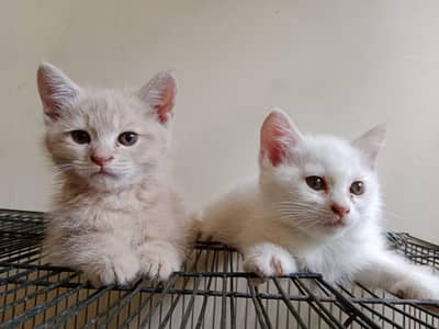 Person pair kitten's