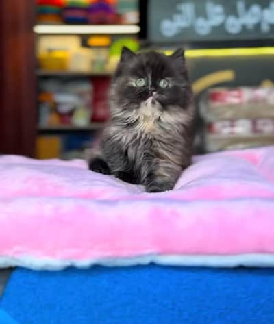 Persian Cat Billi Persian Kitten 3 kot Cat baby  0з48/O29/O146 ωtsp