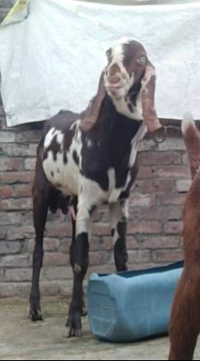 4 dant Ando Bakra healthy and active