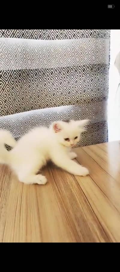 white color