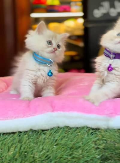 Persian Cat Billi Persian Kitten 3 kot Cat baby  0з48/O29/O146 ωtsp