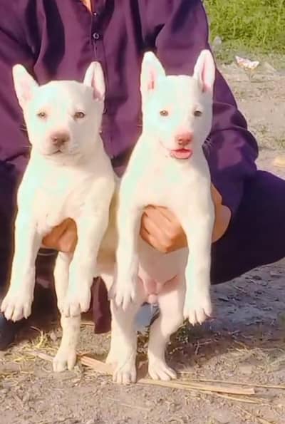 pure kuhati gultair pair pink nose blue eyes healthy and active