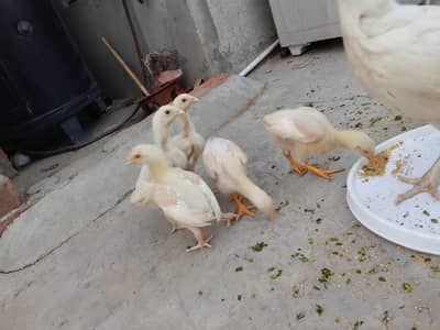 Aseel Heera | Heera Chicks | White Aseel Chicks | Aseel Chicks