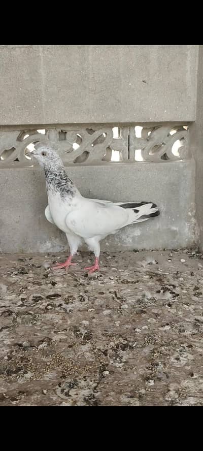 phatta male female not confirm