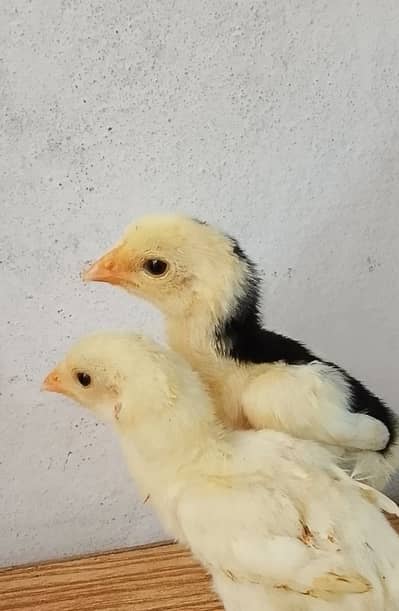 ShamoChicks for sale