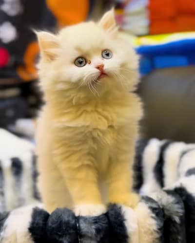 Persian Cat Billi Persian Kitten 3 kot Cat baby  0з48/O29/O146 ωtsp