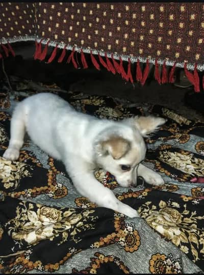 medium size dog healthy and jayfull