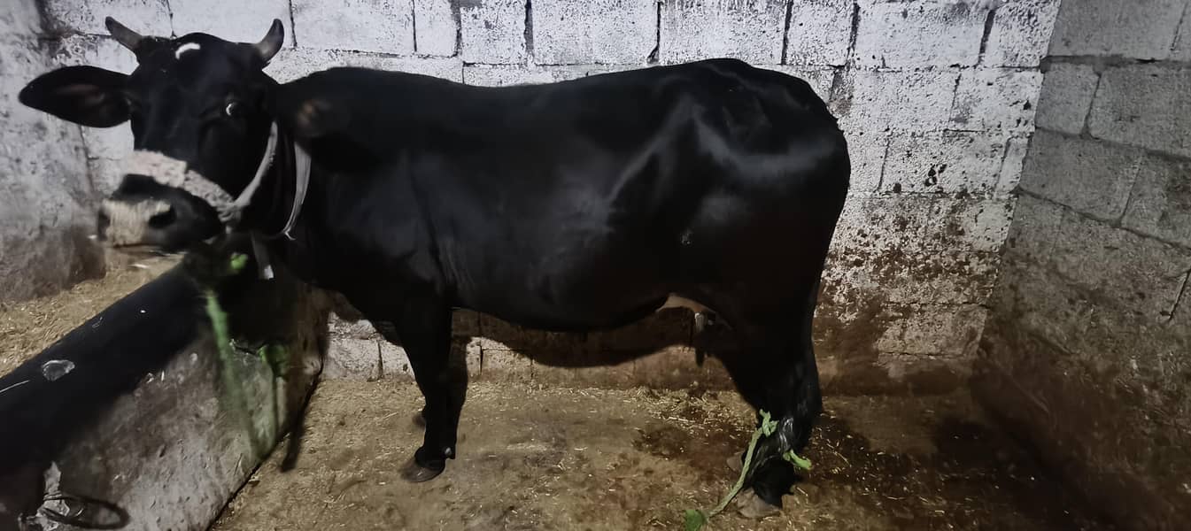 for eid UL adha 1