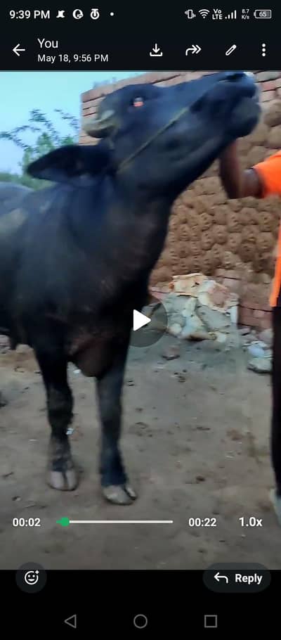 Ghr ka plaa hua wzn 10mann