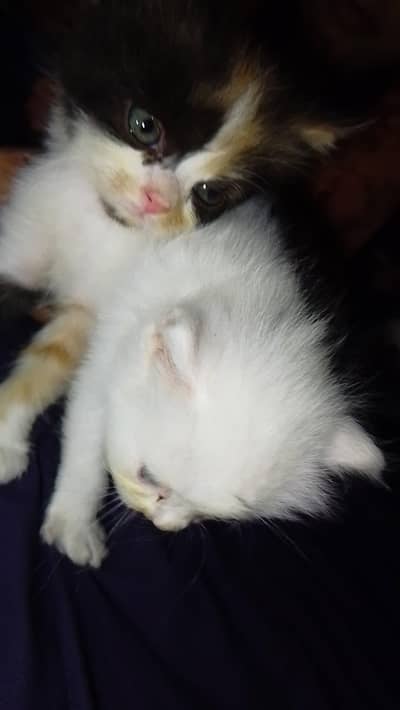 cat for sale