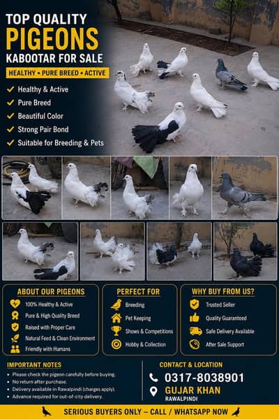 White & Black Fancy Pigeons | Healthy & Beautiful
