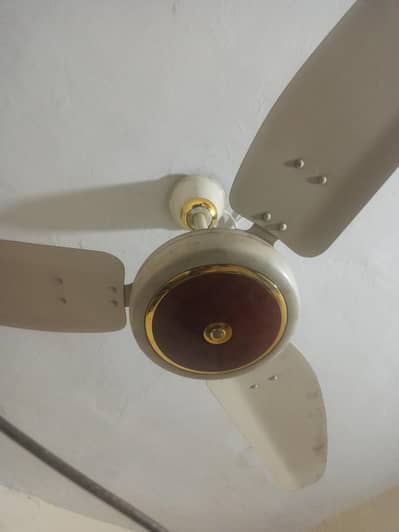 Royal Fan