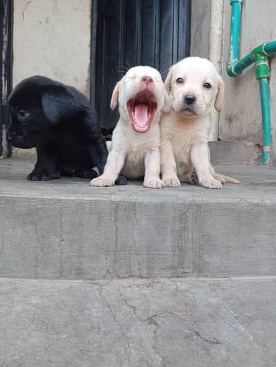 labra dog active and healthy colour black and white