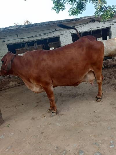 Qurbani Cow for Sale