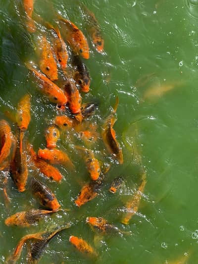 koi fish bulk quality