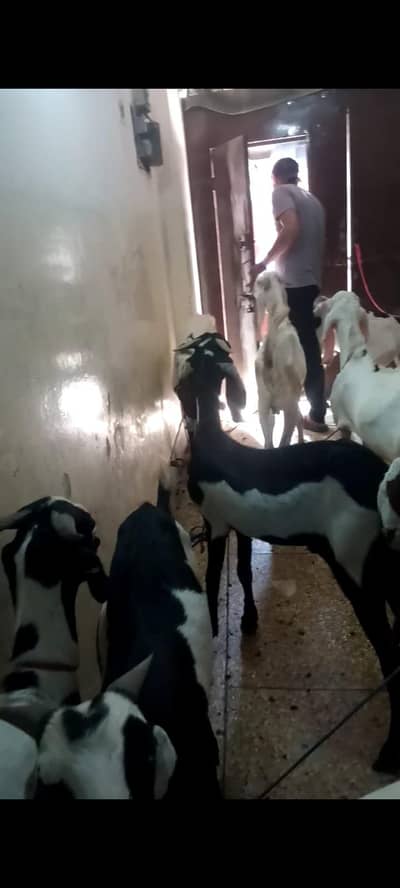Donda or khasi bakra