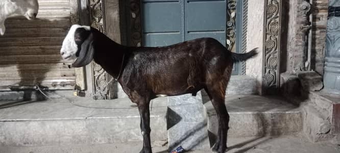 donda Bakra