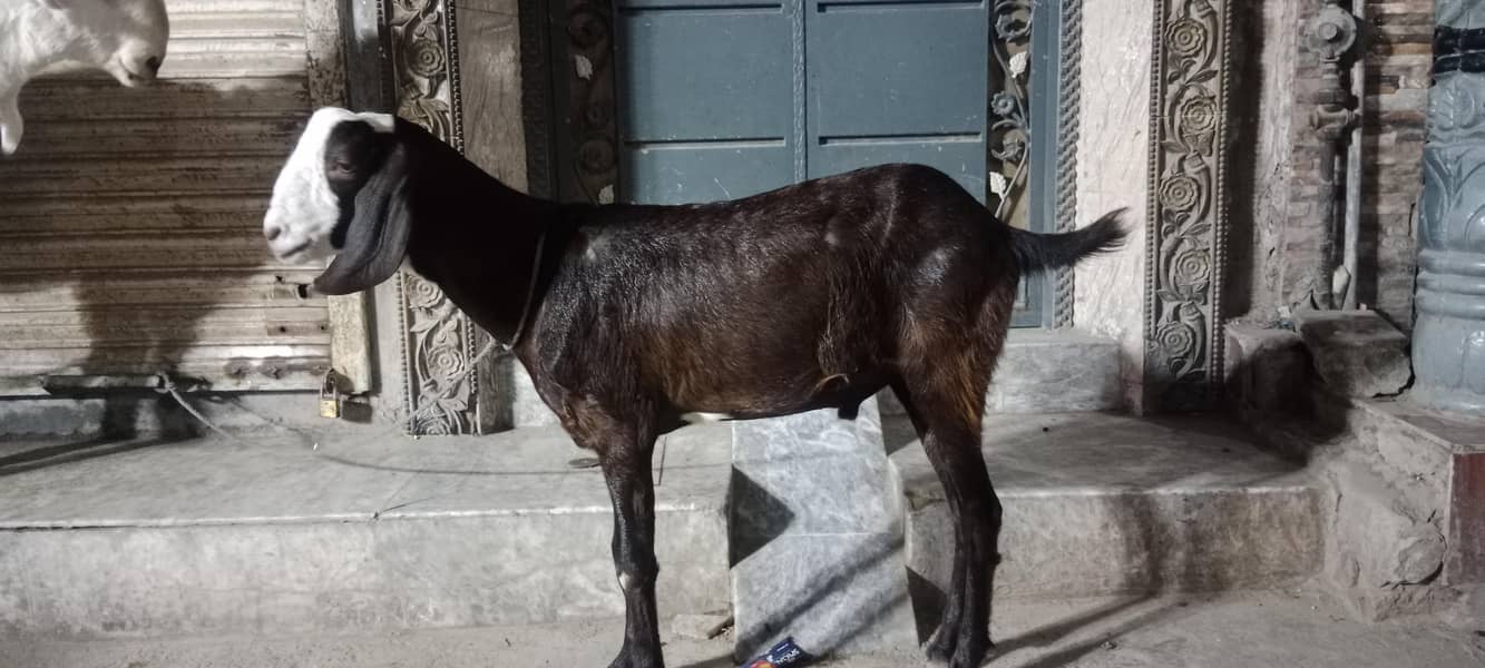 donda Bakra 0