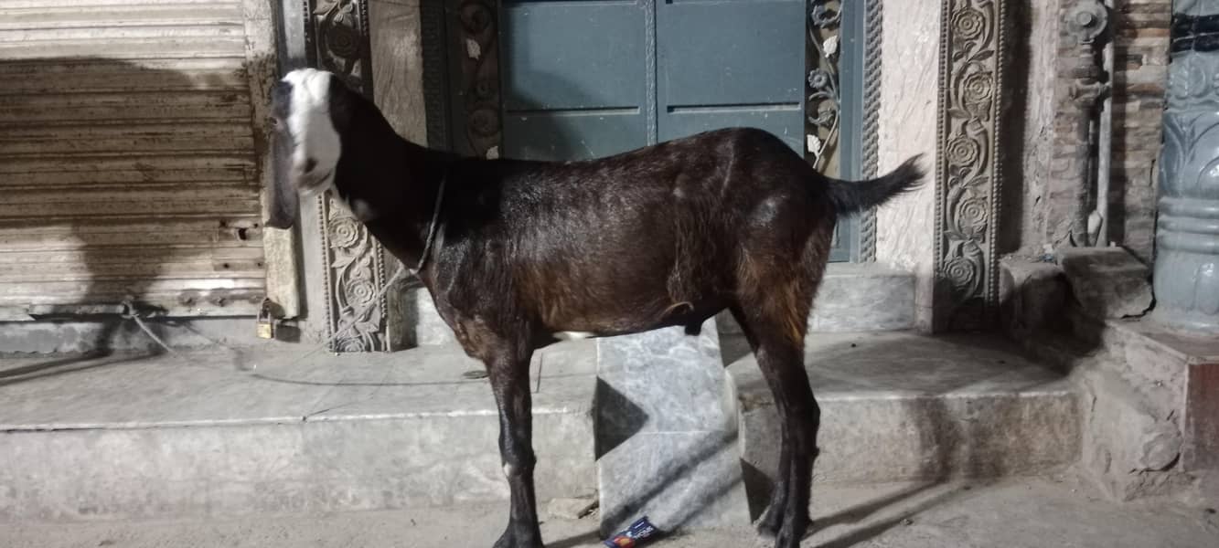 donda Bakra 1