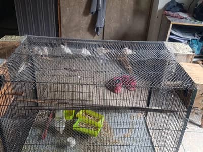 Fawn java + cage