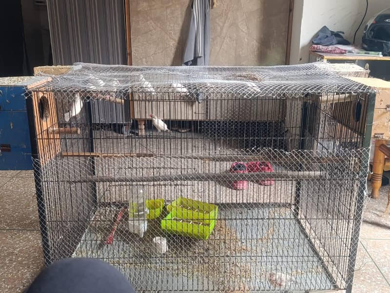 Fawn java + cage 1