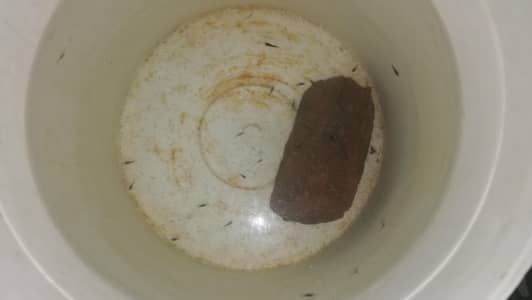 Mollies and guppies babies for sale 250 each pair