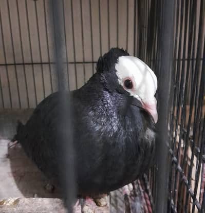 Black Mukhi Breeder Birds
