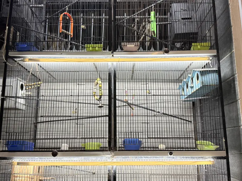 Heavy Duty Iron Bird Cage – 6 Compartments Convertible to 3 — photo 11