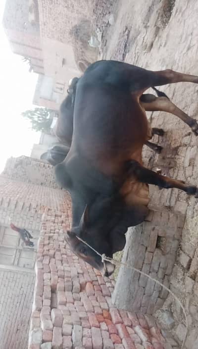 vasha for urgent sale
