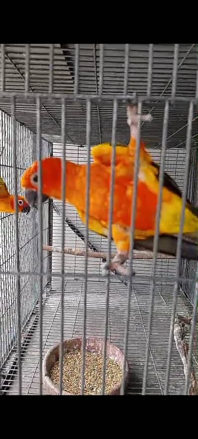 Red Factor Beautiful Conure Pair for Sale
