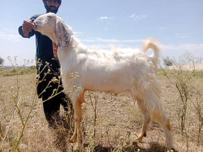 Bakara for sale location kallar syedan 2 dant