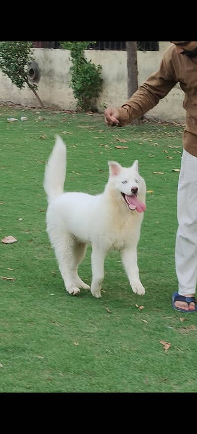 White sabarian  husky for month age pedigree