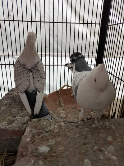 breeder pair for sale