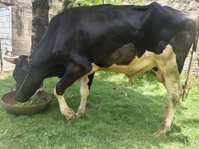 3 Hiissa available 5 mon+ weight Wacha for qurbani