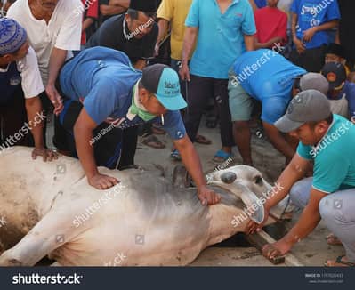 Cow Cutting