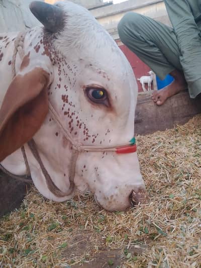 khubsoorat Bachra 2 Dant Qurbani 2026