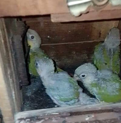 4 babi pineapple conure for sale
