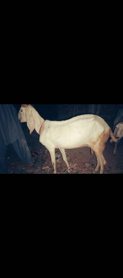 Goats for sale very low prise also do concession in prize