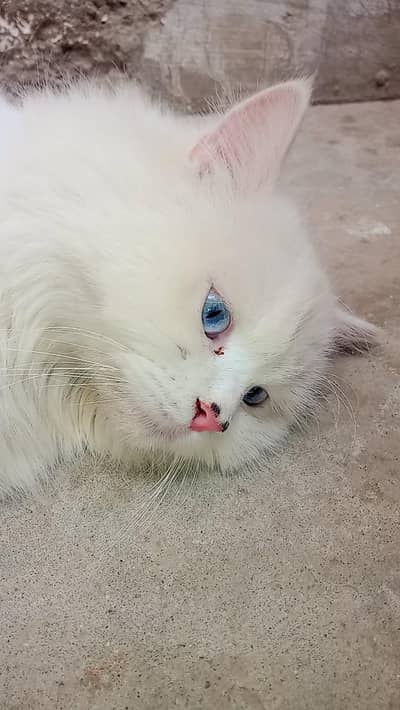 Persian Cat For Sale