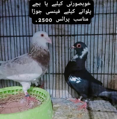Beautiful Pigeon Breeder pair For Sale