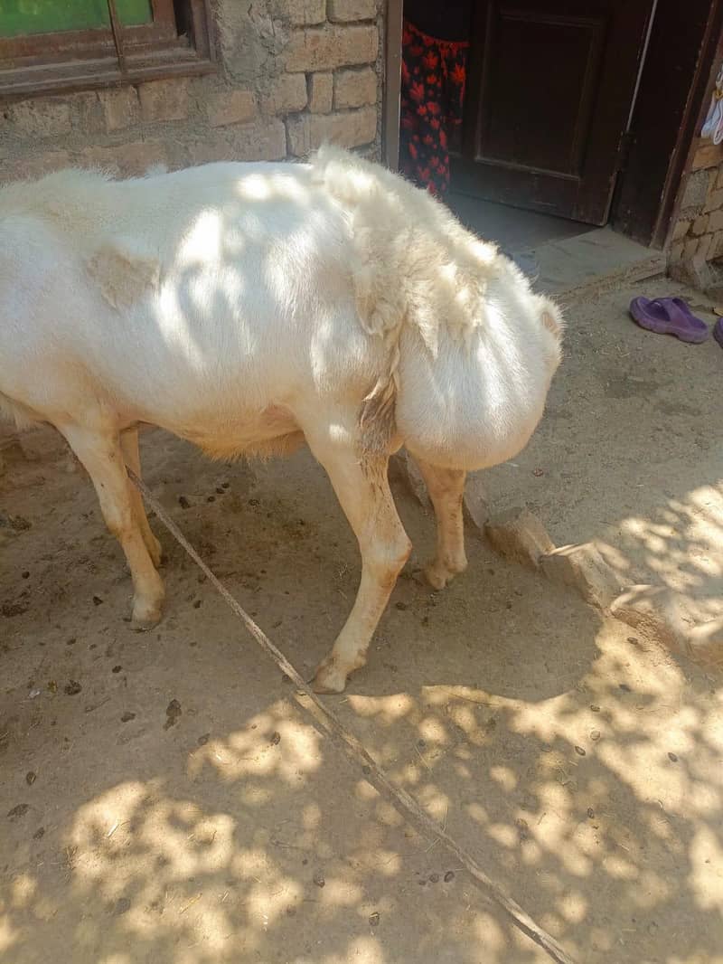 sheep 0