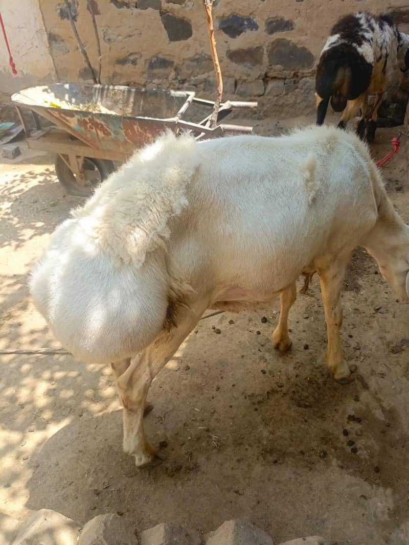 sheep 1